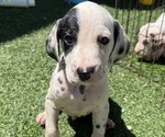 Small #2 Dalmatian
