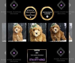 Poodle (Toy) Puppy for sale in WARSAW, IN, USA