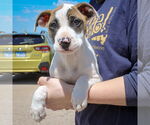 Small #2 American Staffordshire Terrier-Boxer Mix