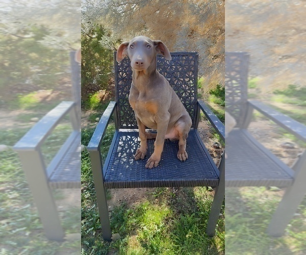 Medium Photo #6 Doberman Pinscher Puppy For Sale in HESPERIA, CA, USA