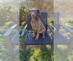 Small #5 Doberman Pinscher
