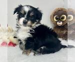 Small #1 Yorkshire Terrier