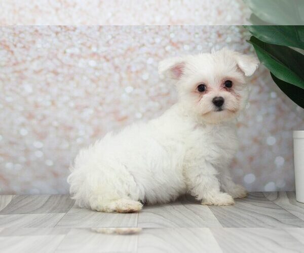 Medium Photo #2 Maltipoo Puppy For Sale in MARIETTA, GA, USA