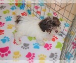 Small Photo #6 Poodle (Toy) Puppy For Sale in ORO VALLEY, AZ, USA