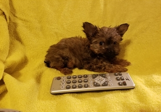 Yorkshire Terrier Puppy for sale in VENUS, TX, USA