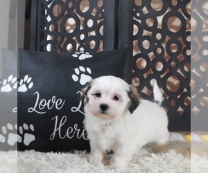 Zuchon Puppy for sale in MOUNT VERNON, OH, USA