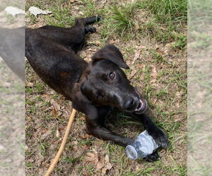 Beagle-Plott Hound Mix Dogs for adoption in Sanford, FL, USA
