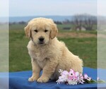 Small Photo #8 English Cream Golden Retriever Puppy For Sale in BIRD IN HAND, PA, USA