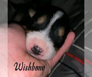 Wishbone (coming soon) - Female Mutt Dog for Adoption - Photo #2