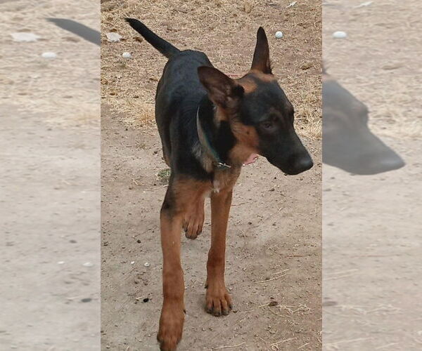 Medium Photo #6 German Shepherd Dog-Unknown Mix Puppy For Sale in Lake Forest, CA, USA