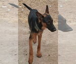 Small #5 German Shepherd Dog Mix