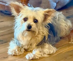 Mother of the Yorkshire Terrier puppies born on 05/30/2025