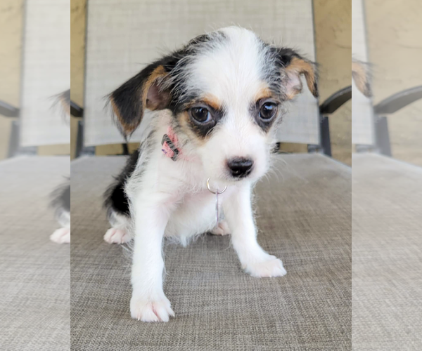 Medium Photo #5 Rat-Cha Puppy For Sale in Corona, CA, USA