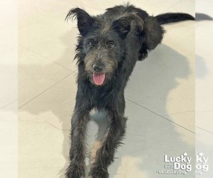 Mutt Dogs for adoption in Washington, DC, USA