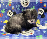 Small #15 Chinese Crested