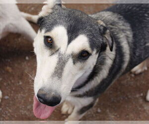 Brandi - Female Siberian Husky-Unknown Mix Dog for Adoption - Photo #6