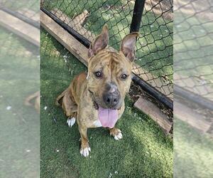 KUROMI - Female Boxer Dog for Adoption - Photo #2