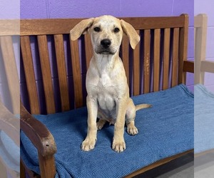 Labrador Retriever-Unknown Mix Dogs for adoption in Genesee, WI, USA