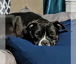 Small #2 Mutt