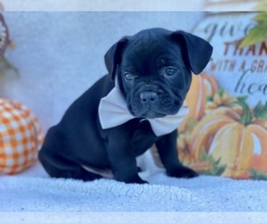 Frengle Puppy for sale in LANCASTER, PA, USA