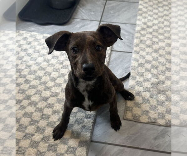 Medium Photo #1 Labrador Retriever-Unknown Mix Puppy For Sale in SHERBURNE, NY, USA