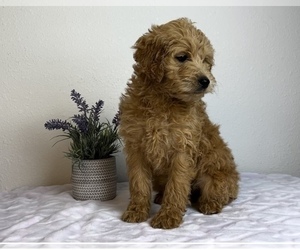 Goldendoodle (Miniature) Puppy for sale in FRANKLIN, IN, USA