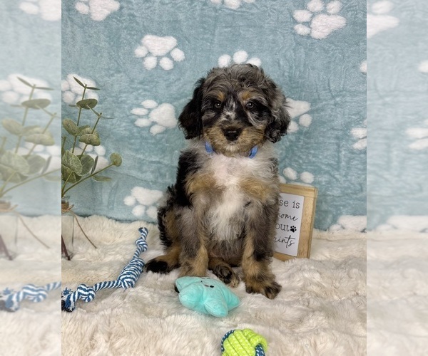 Medium Photo #4 Bernedoodle (Miniature) Puppy For Sale in NOBLESVILLE, IN, USA