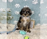 Small #3 Bernedoodle (Miniature)