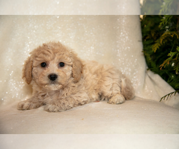 Medium Photo #2 Bichpoo Puppy For Sale in LEOLA, PA, USA