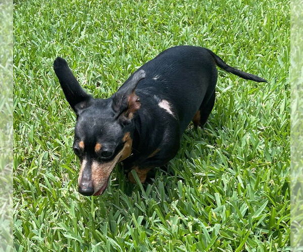 Medium Photo #67 Dachshund-Unknown Mix Puppy For Sale in San Antonio, TX, USA