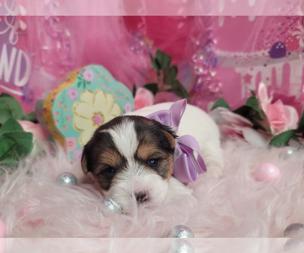 Medium Photo #1 Yorkshire Terrier Puppy For Sale in HARKER HEIGHTS, TX, USA