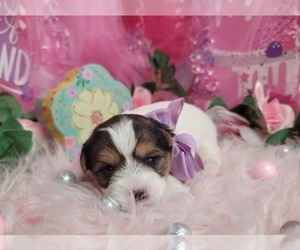Yorkshire Terrier Puppy for sale in HARKER HEIGHTS, TX, USA