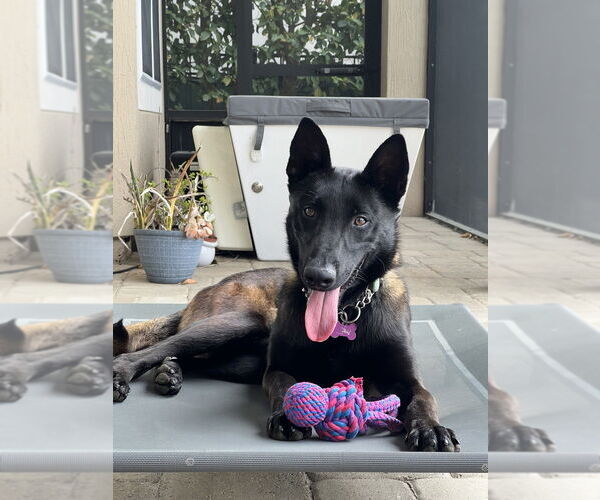 Medium Photo #4 Mutt Puppy For Sale in Imlay City, MI, USA