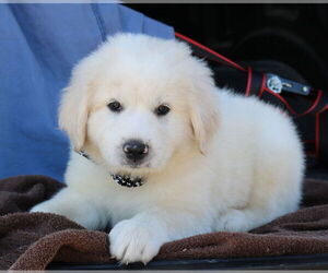 Great Pyrenees-Unknown Mix Dogs for adoption in Bandera, TX, USA
