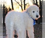 Small Photo #6 Goldendoodle Puppy For Sale in TIMBERLAKE, NC, USA