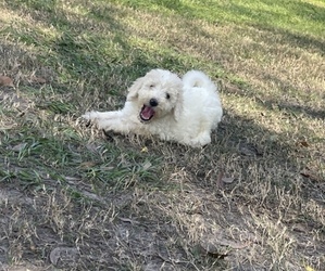 Goldendoodle Puppy for sale in TAMPA, FL, USA