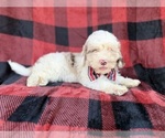 Small #6 Cockapoo (Miniature)