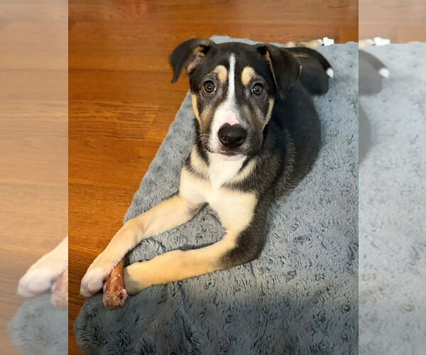 Medium Photo #1 Mutt Puppy For Sale in Springdale, PA, USA