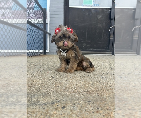 Medium Photo #1 Shorkie Tzu Puppy For Sale in RANDOLPH, MA, USA