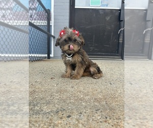 Shorkie Tzu Puppy for sale in RANDOLPH, MA, USA