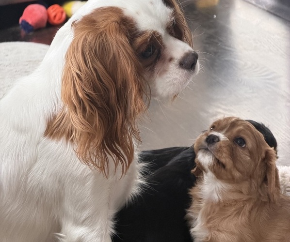 Medium Photo #9 Cavalier King Charles Spaniel Puppy For Sale in PARKER, CO, USA