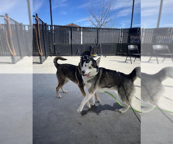 Medium Photo #3 Siberian Husky-Unknown Mix Puppy For Sale in Elk Grove, CA, USA