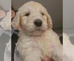 Small Photo #14 Goldendoodle Puppy For Sale in ATHENS, TN, USA