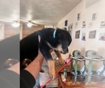Puppy Teal Colar Rottweiler
