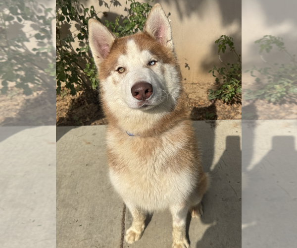 Medium Photo #4 Siberian Husky-Unknown Mix Puppy For Sale in Newport Beach, CA, USA