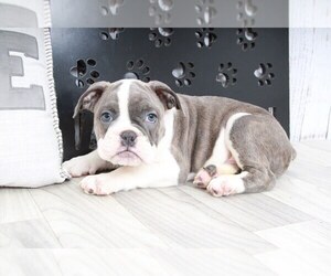 Olde English Bulldogge-Pug Mix Puppy for sale in MARIETTA, GA, USA