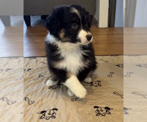 Australian Shepherd Litter for sale in SALISBURY, NC, USA