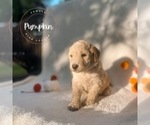 Puppy 1 Goldendoodle