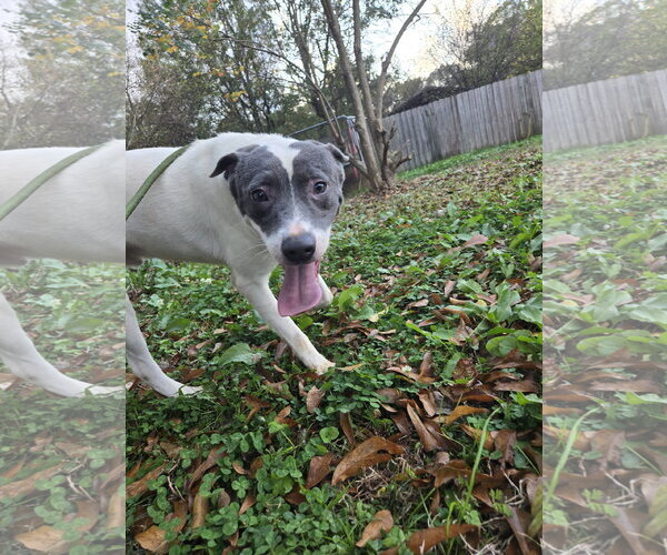 Medium Photo #2 American Pit Bull Terrier-Labrador Retriever Mix Puppy For Sale in Jackson, MS, USA