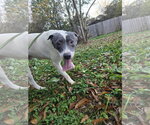 Small #1 American Pit Bull Terrier-Labrador Retriever Mix